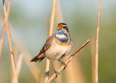 Bluethroat, Luscinia svecica. Şafakta, bir kuş nehir kıyısında şarkı söyler.