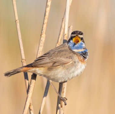 Bluethroat, Luscinia svecica. Bir kuş sazlığa tünemiş, düz bir zemine doğru ötüyor.