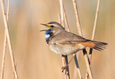 Bluethroat, Luscinia svecica. Bir kuş sazlığa tünemiş, düz bir zemine doğru ötüyor.