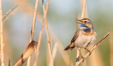 Bluethroat, Luscinia svecica. Bir erkek kuş sazlığa oturur ve şarkı söyler.