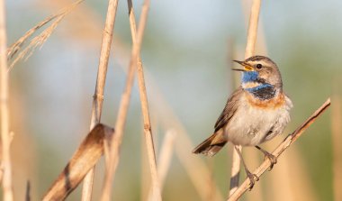 Bluethroat, Luscinia svecica. A male bird sits on a reed stalk and sings clipart