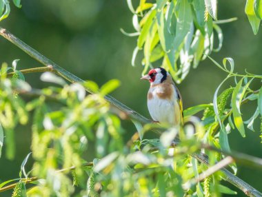 Avrupa ispinozu, Carduelis carduelis. Bir kuş ağaç dalında oturur.