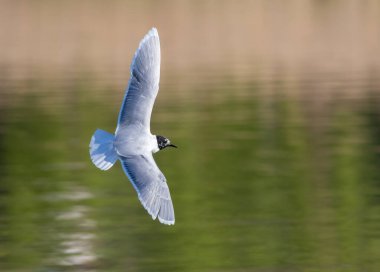 Küçük martı, Hydrocoloeus minute. Bir kuş avını aramak için nehrin üzerinde uçar.