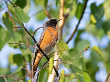 Yaygın kırmızı-başlangıç, Phoenicurus phoenicurus. Bir kuş ağaç dalında oturur.