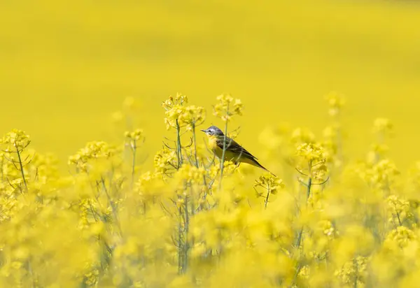 ウエスタン イエロー ワグテール 鳥はレイプされた花の黄色いフィールドに座る ロイヤリティフリーのストック写真