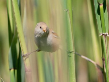 Sakallı reedling, Panurus biarmicus. Dişi bir kuş iki kamış sapında sicimin üzerinde oturur.