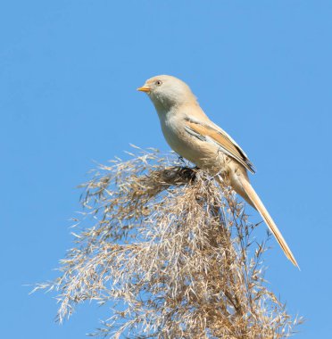 Sakallı reedling, Panurus biarmicus. Bir kuş gökyüzünün arka planında sazlığın üstünde oturur.