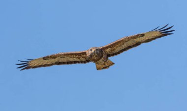 Sıradan bir akbaba, Buteo buteo. Mavi gökyüzüne doğru uçan bir kuş avını arıyor..