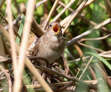 Thrush Nightingale, Luscinia Luscinia Luscinia. Bir kuş nehir kenarındaki sazlıklarda oturur ve şarkı söyler.