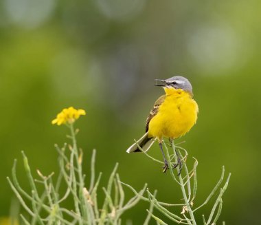 Batı Yellow Wagtail, Motacilla Flava. Bir kuş düz bir zeminde kolza tohumu tarlasında oturur.