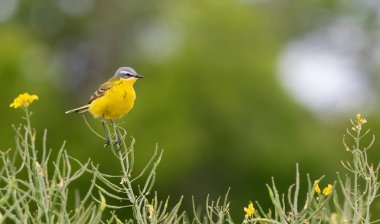 Batı Yellow Wagtail, Motacilla Flava. Bir kuş güzel bir arka planda kolza tohumu tarlasında oturur.