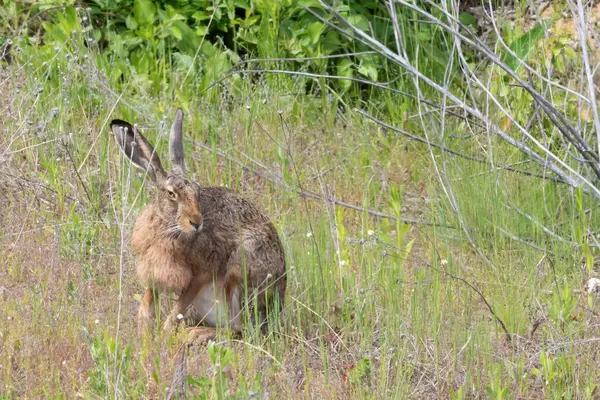 stock image European hare, Lepus europaeus. An animal sits in an overgrown meadow