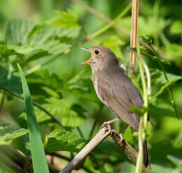 Thrush Nightingale Luscinia Luscinia Bird Sings Sitting Reed Stalk 로열티 프리 스톡 이미지