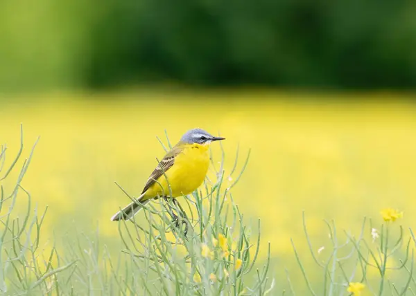 ウエスタン イエロー ワグテール 鳥はレイプされた花の黄色いフィールドに座る ストック写真