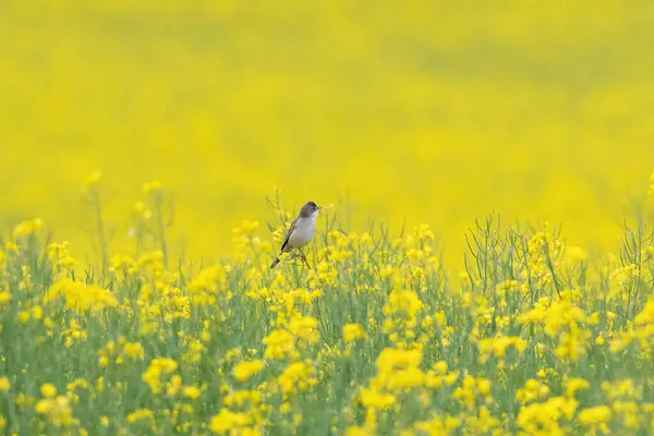 コモン ウィットスロート シルヴィア コミュニス 鳥はレイプされた花の黄色いフィールドに座る ストック写真