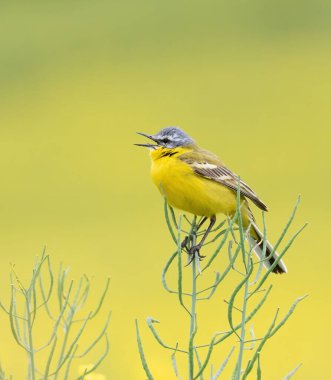 Batı Yellow Wagtail, Motacilla Flava. Çiçekli kolza tohumu tarlasında oturan bir erkek şarkı söyler.