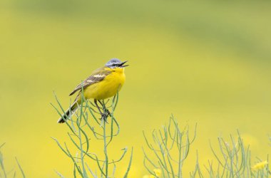Batı Yellow Wagtail, Motacilla Flava. Erkek bir kuş, çiçek açan tecavüz fidanlarıyla dolu güzel bir tarlada otururken şarkı söyler.