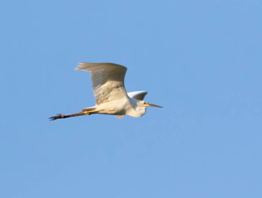 Büyük balıkçıl, Ardea Alba. Mavi gökyüzünde bir kuş uçar.