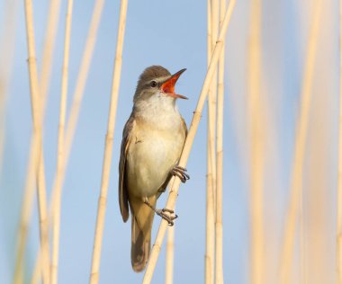 Büyük sazlık bülbülü, Acrocephalus arundinaceus. Bir kuş sazlığa oturur ve şarkı söyler.