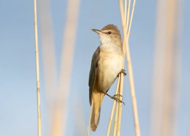 Büyük sazlık bülbülü, Acrocephalus arundinaceus. Bir kuş bir nehir kıyısında sazlığa oturur.