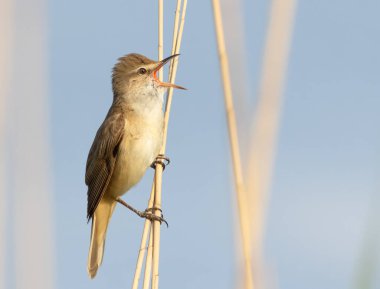 Büyük sazlık bülbülü, Acrocephalus arundinaceus. Bir kuş sazlığa oturur ve şarkı söyler.