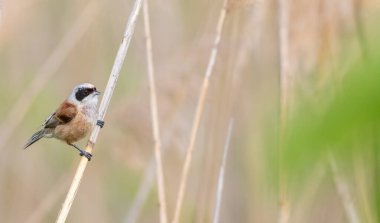 Eurasian penduline tit, remiz pendulinus. A bird sits on a reed stalk on a riverbank