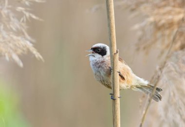 Eurasian penduline tit, remiz pendulinus. A bird sings sitting on a reed on a riverbank