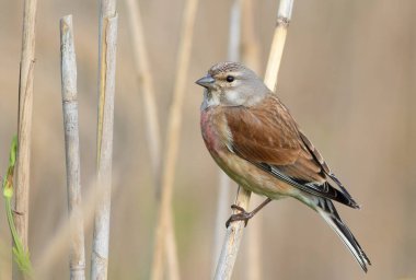 Common linnet, Linaria cannabina. A bird sits in a reed thicket on the river bank clipart