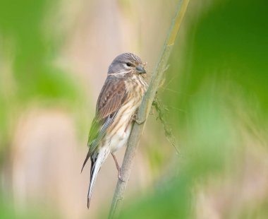 Common linnet, Linaria cannabina. The female bird holds nest building material in her beak clipart