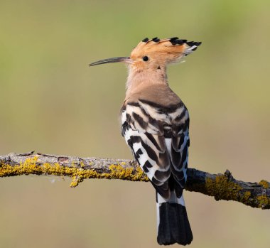 Eurasian hoopoe, Upupa epops. Close-up of a bird on a beautiful pastel background clipart