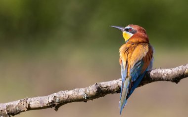 European bee-eater, merops apiaster. A bird sitting on a branch on a beautiful flat background