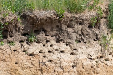 Sand martin, Riparia riparia. A colony of birds in the steep slopes of a sand pit