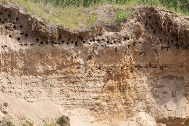 Sand martin, Riparia riparia. A colony of birds in the steep slopes of a sand pit