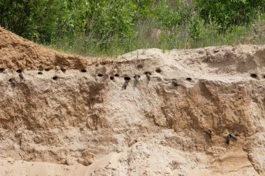 Sand martin, Riparia riparia. A colony of birds in the steep slopes of a sand pit