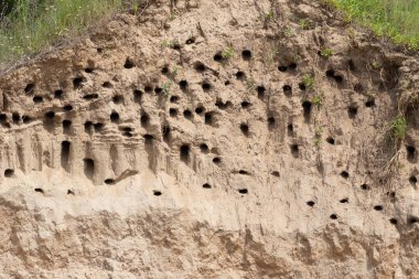 Sand martin, Riparia riparia. A colony of birds in the steep slopes of a sand pit
