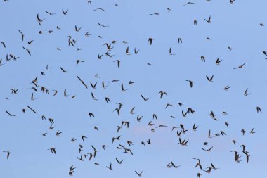Sand martin, Riparia riparia. A colony of birds took to the skies