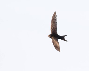Çabuk ol, Apus apus. Beyaz arka planda uçan bir kuş, izole edilmiş.