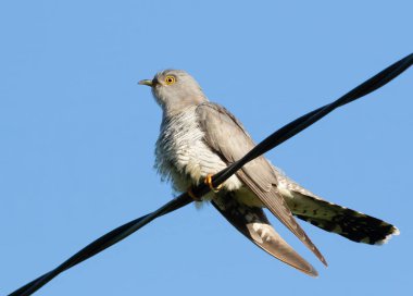 Guguk kuşu, guguk kuşu kanorusu. Gökyüzüne karşı elektrik kablosuna tünemiş bir kuş.