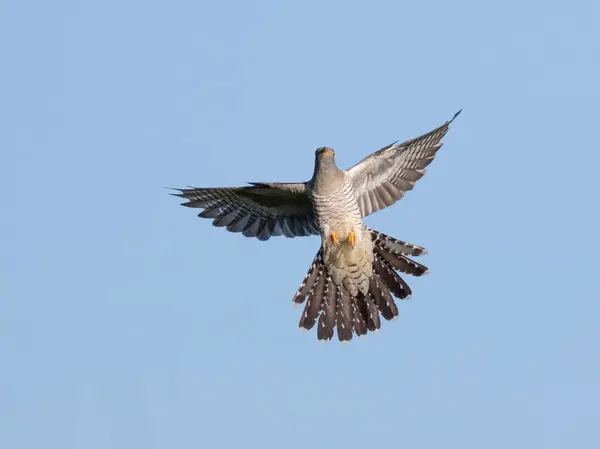 stock image Common cuckoo, Cuculus canorus. A bird flies against a blue sky.
