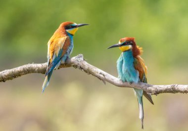 Avrupalı arı yiyici, merops apiaster. Yeşil bir arka planda bir dalda oturan iki kuş.