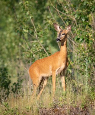 Roe geyiği, Capreolus Capreolus. Bir hayvan çayırda dikiliyor ve dikkatlice uzaklığa bakıyor.