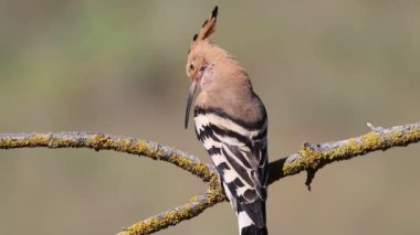 Avrasya hupoesi, Upupa epops. Bir erkek kuş güzel bir arka planda bir dala oturur ve seslenir