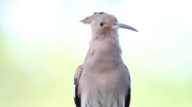 Eurasian hoopoe, Upupa epops. A male bird sits on a branch and calls, Close-up