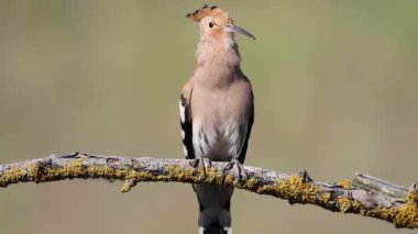 Avrasya hupoesi, Upupa epops. Bir erkek kuş güzel bir arka planda bir dala oturur ve seslenir
