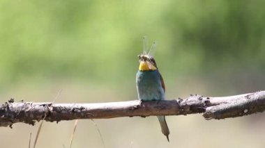Avrupalı arı yiyici, Merops apiaster. Bir kuş bir dala oturur ve gagasında bir yusufçuk tutar.