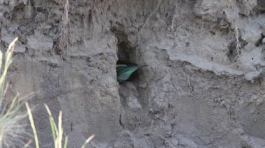 Avrupalı arı yiyici, Merops apiaster. Kuş yuvası için yerde bir çukur kazar.