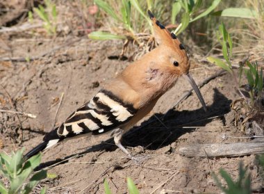 Avrasya hupoesi, Upupa epops. Bir kuş, av aramak için çayırda yürüyor.