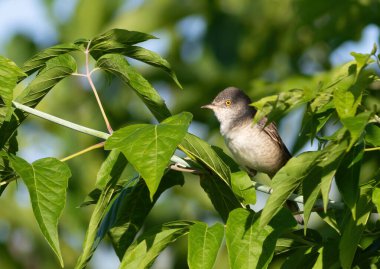 Çalı bülbülü, Curruca Nisoria, Sylvia Nisoria. Bir kuş bir dala oturur