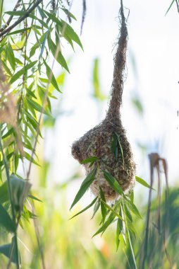 Eurasian penduline tit, remiz pendulinus. Birds nest in a willow tree by the river