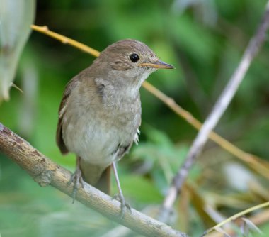 Thrush Nightingale, Luscinia Luscinia Luscinia. Bir kuş ağaç dalında oturur.